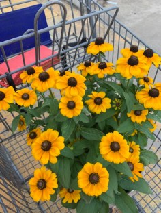 Daisys in Cart Pic